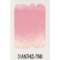 WB Dianthus Pink 150ml -farba
