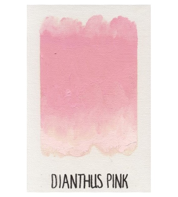 WB Dianthus Pink 150ml -farba